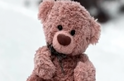 Teddy Day | Teddy Day video status dawonload