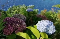 Good morning new video status