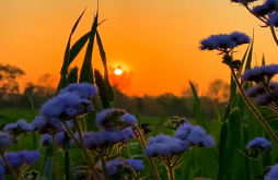 Good morning video status