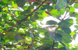 Good morning new status