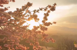 Good Morning video statsu